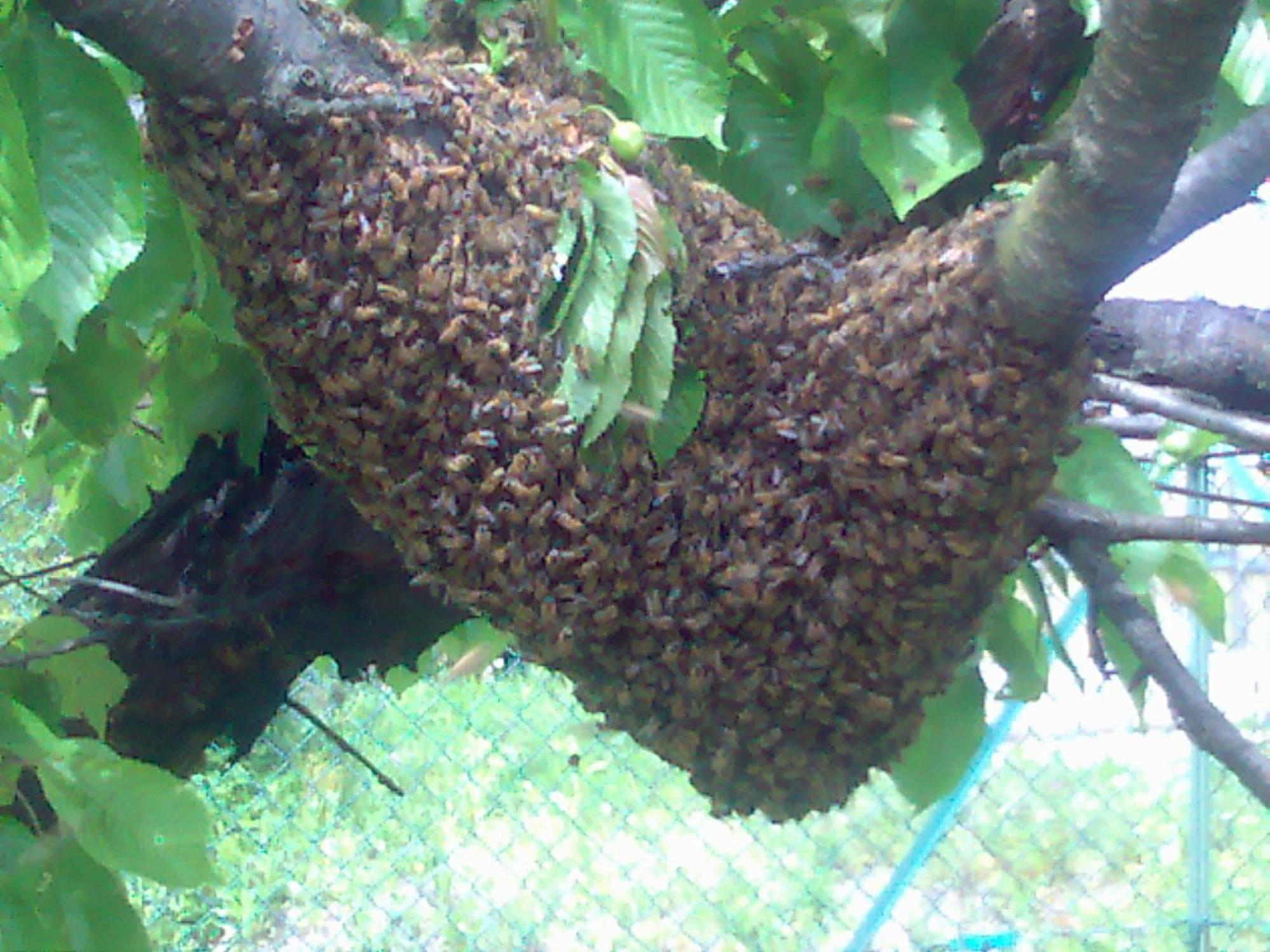 Agriturismo La Betulla *