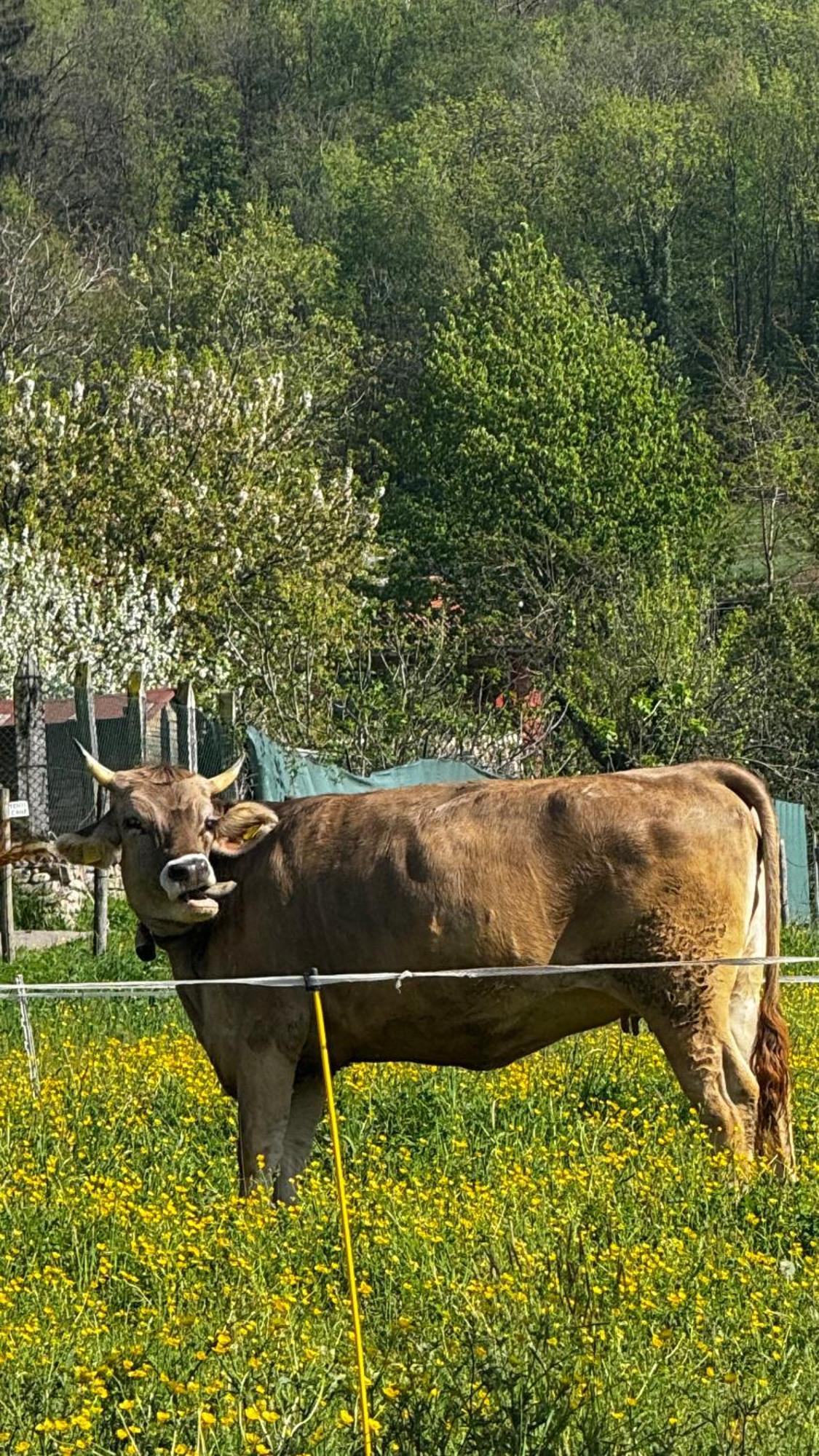 Agriturismo La Betulla *