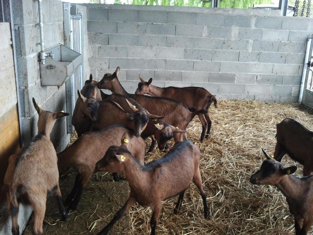 Agriturismo La Betulla Brezzo